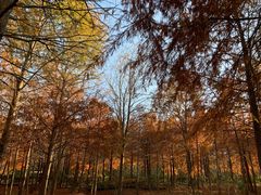 -上海海湾国家森林公园