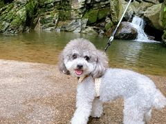 -藏龙百瀑风景区