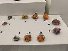 -青岛贝壳博物馆