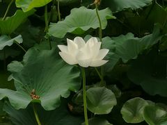 -莲湖公园