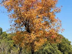 -昆山城市生态森林公园