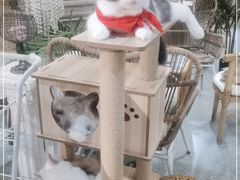 -共舞时光猫咖·狗咖(新街口店)