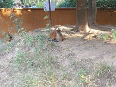 -野象谷景区