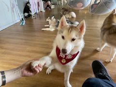 -Husky Go! 哈士奇体验馆·宠物咖啡厅狗咖