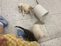 -猫域·湾主题猫咖·宠物吧(南坪城市广场店)