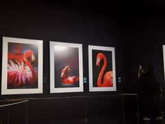 -罗红摄影艺术馆