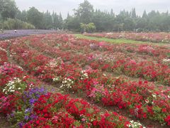 -歌斐颂巧克力小镇