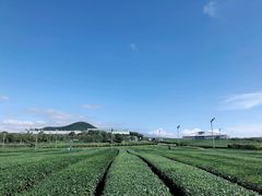 -雪绿茶博物馆