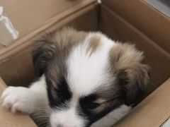 -谐和益家动物医院·免疫绝育·血液透析·宠保定点医院(高新伊藤分院)