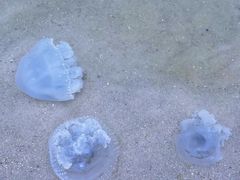-碧海银沙景区