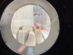 -大连圣亚海洋世界