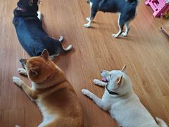 -柴犬高等学院·狗咖·柴犬售卖·宠物训练