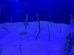 -芜湖新华联大白鲸海洋公园