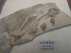 -吉林省自然博物馆