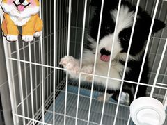 -翊宠yipet猫狗购宠庄园犬舍•猫舍