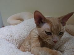 -猫和宫(六道口店)