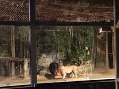 -清迈夜间动物园