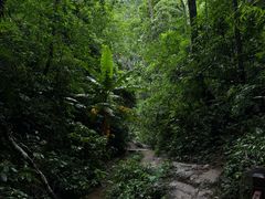 -西双版纳原始森林公园