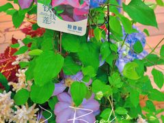 -深圳市中科院仙湖植物园