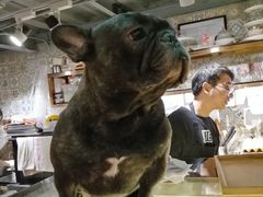 -more than meow吴止猫主题餐厅(承德 中船汇店)