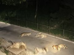 -大连森林动物园