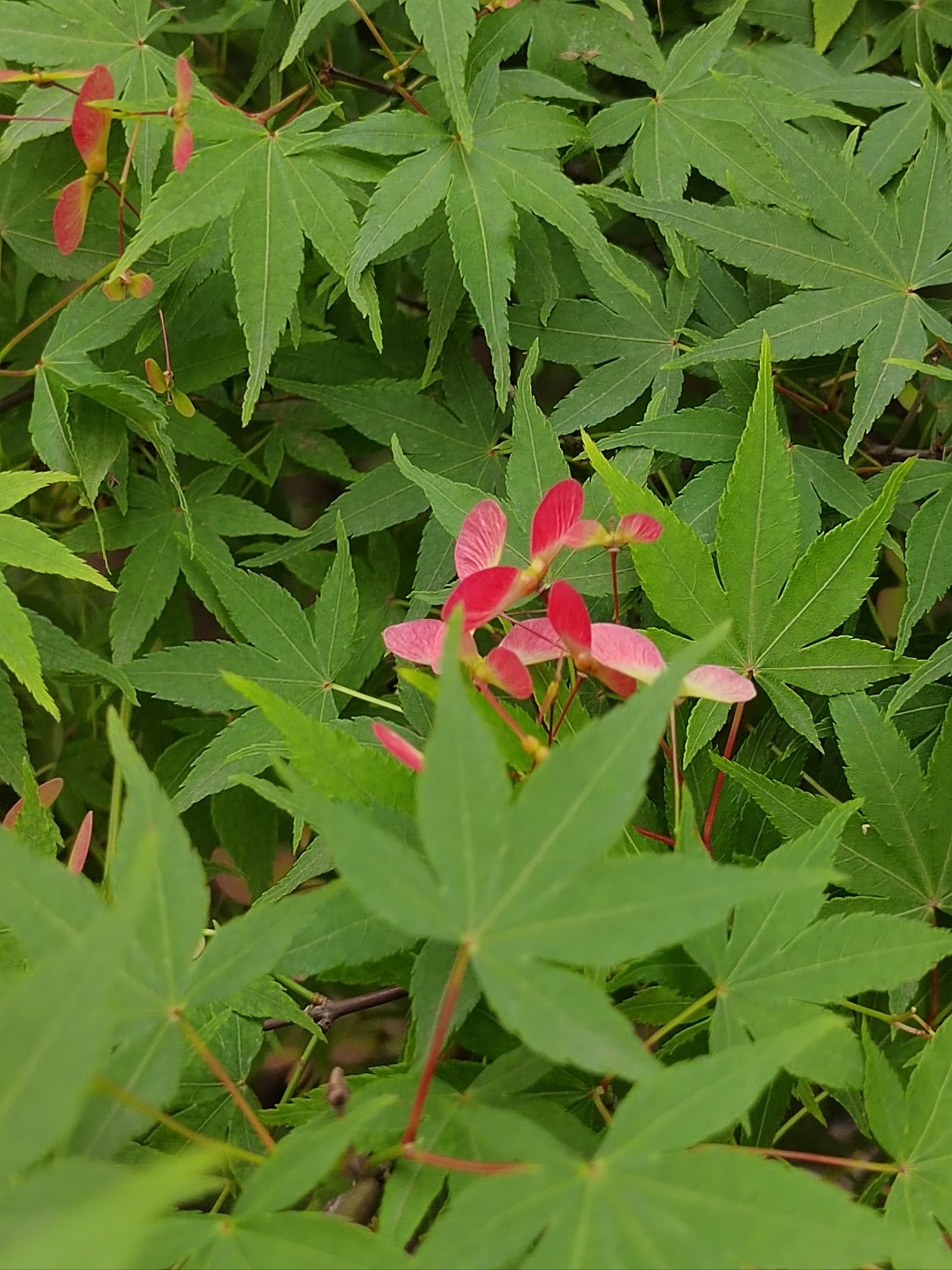 红叶树开花图片图片