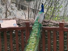 -大连森林动物园