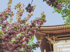 -西安青龙寺遗址景区