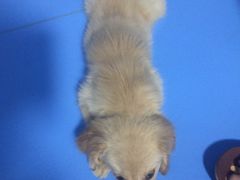 -米苏动物医院·犬猫专科·骨科外科内窥镜