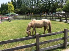 -前小桔亲子创意农场·草莓采摘·露营烧烤