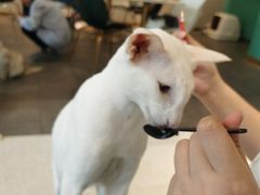 -飞行喵MR PILOT|猫舍·猫咖(静安大融城店)