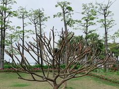 -芒洲湿地公园