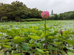 -上海鲜花港