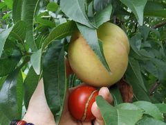 -金谷域澳洲庄园