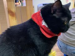 -滚猫咖啡·猫咖·猫友好撸猫(未来城店)