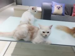 -喵的天空名猫咖啡馆·撸猫·猫舍·用品
