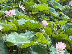 -荔湾湖公园