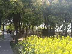 -田园东方蜜桃村的田野营地
