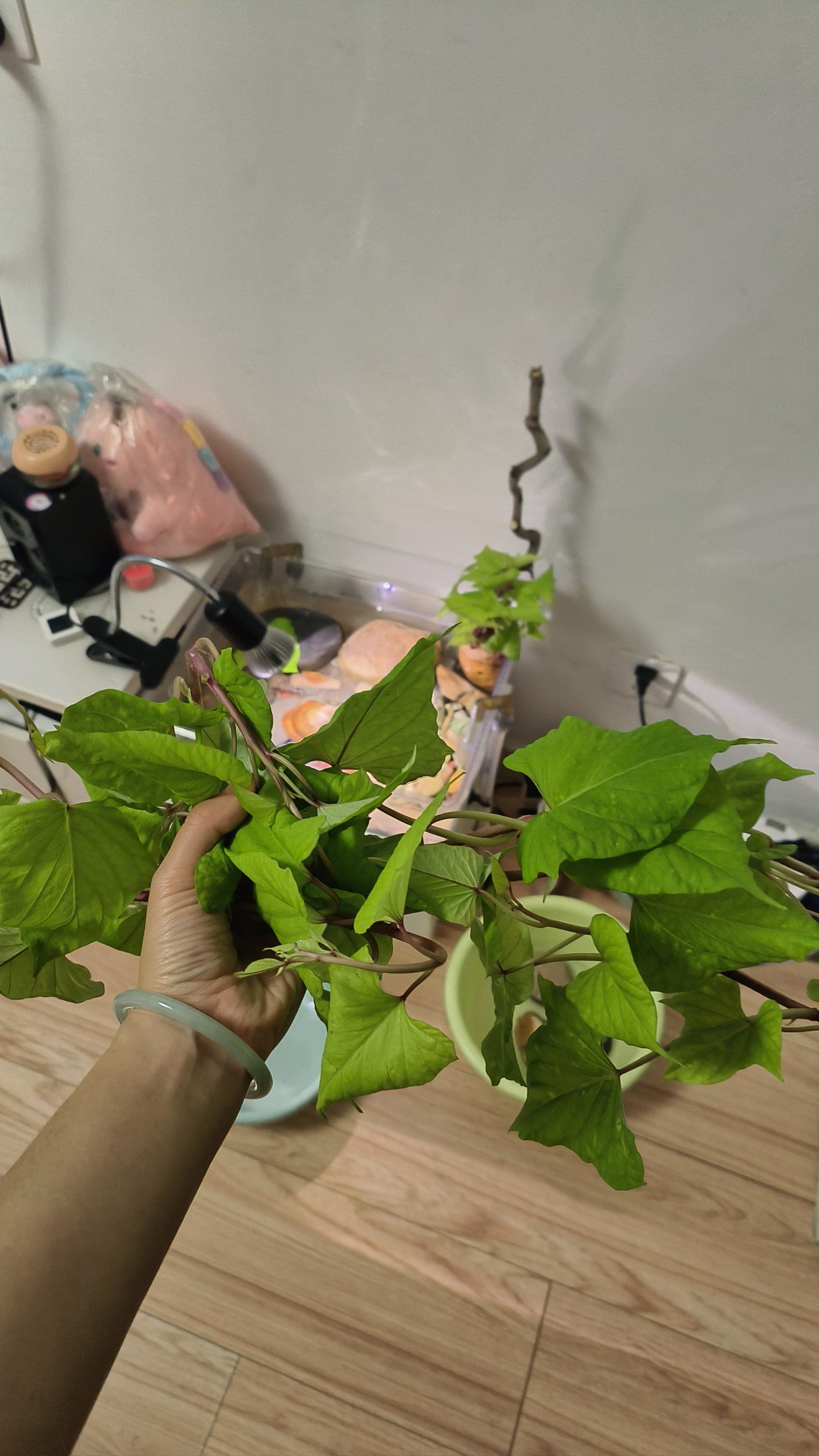 红薯叶长得好快