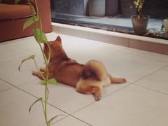 -柴务处·柴犬主题狗咖