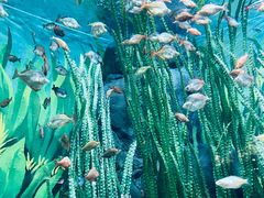 -上海海洋水族馆