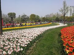 -大宁郁金香公园-停车场