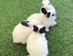 -萌宠亲子动物乐园(槐房万达店)