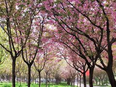 -渭河城市绿地运动公园