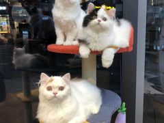 -萌兽医馆·眼科·异宠专科(三里屯店)