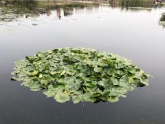-前关湿地公园