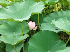 -莲花池公园