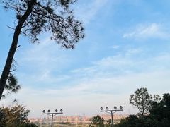 -王借岗森林公园