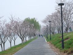 -羊山湖公园