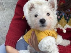 -翊宠yipet猫狗购宠庄园犬舍•猫舍